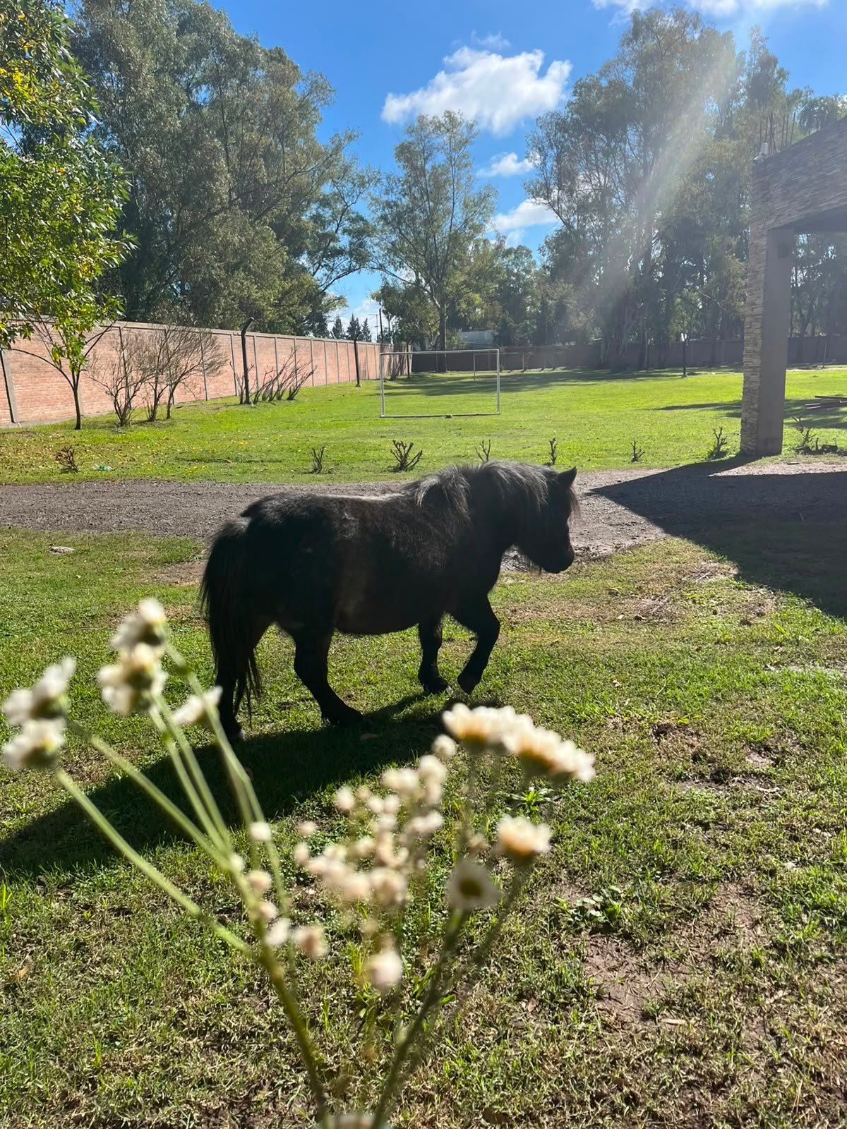 Pony